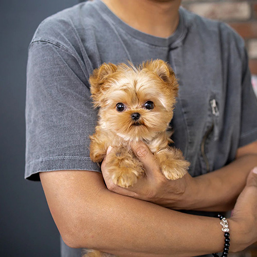 teacup yorkies for sale​