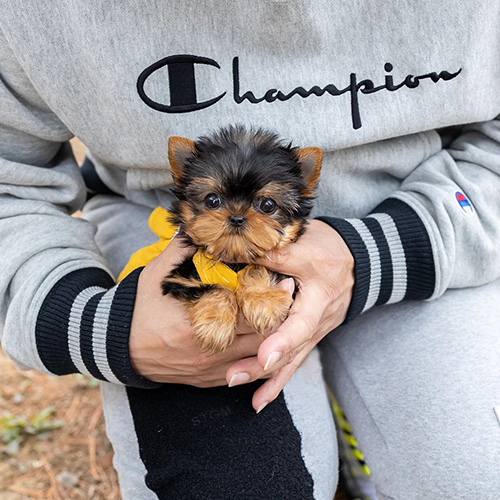 Teacup Puppies for Sale in California